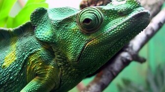 Chameleon Wallpaper