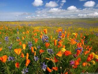 Wildflowers Flower Wallpaper Crazy Frankenstein
