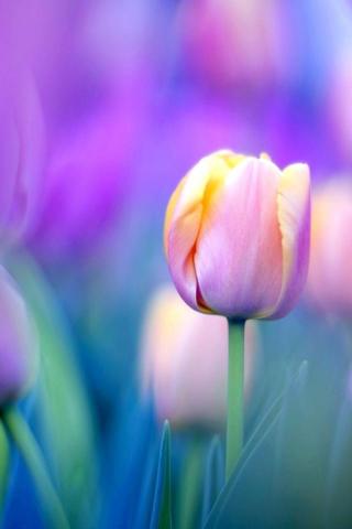 Tulip Phone Wallpaper