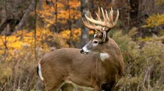 Whitetail Deer Rut Secrets Outdoor Life