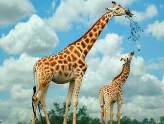 Giraffe And Baby Wallpaper Open Walls