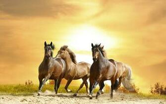 White Horse Wallpaper Path Decorations Horses
