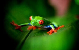 Cute Green Frog Wallpaper