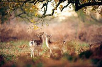 Best Wildlife Photography