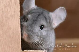 Chinchilla Image Random Pictures Of Chinchillas Wallpaper