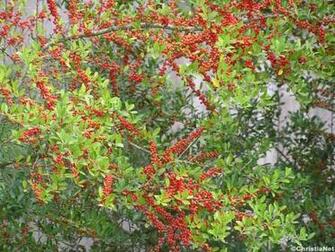 Source Url Christianet Wallpaper Flowerwallpaper