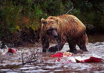 Bear River Salmon Fish F Wallpaper