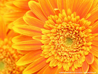 Orange Floral Wallpaper