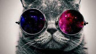 Cool Cat With The Glasses Wallpaper HD