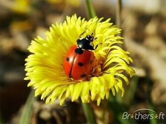 Ladybug Screensaver