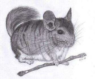 Best Image About Chinchilla Toys Plush