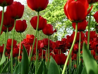 Flores Rojas Red Flowers Wallpaper Fotos E Im Genes En