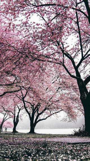 Japanese Pink Wallpaper