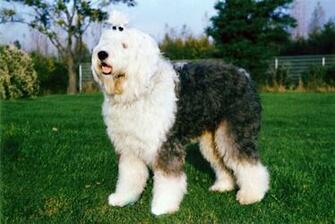Old English Sheepdog Pictures Wallpaper Of