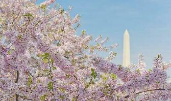 Washington Dc Cherry Blossom With Monument In Background