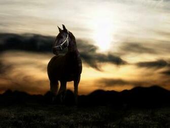 Beautiful Black Horse Wallpaper For Your Desktop Background