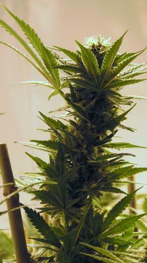 Weed Wallpaper Canna Playground