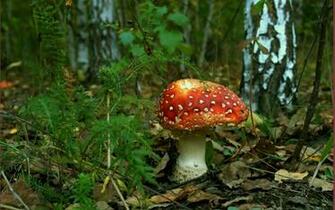 Mushroom Computer Wallpaper Desktop Background Id