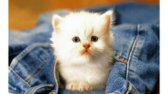 Of Cute Cat Baby Beauty HD Wallpaper