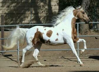 American Saddlebred Mare Wallpaper