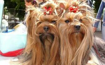 Yorkshire Terrier Jpg
