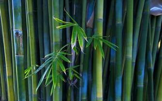 Bamboo Wallpaper