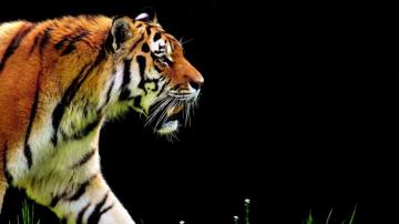 Bengal Tiger UHD 4k Wallpaper Pc HD