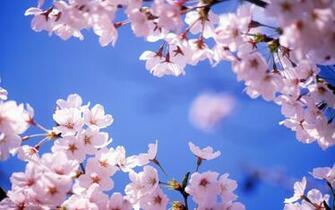 Cherry Blossom Flower HD Widescreen Wallpaper Flowers Background