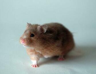 Hamster Wallpaper High Quality And Resolution