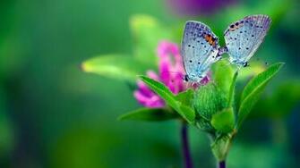 Butterfly HD Wide Wallpaper For Widescreen