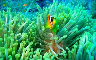 Clownfish Background Wallpaper