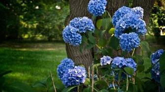 Hydrangea Computer Wallpaper Desktop Background Id