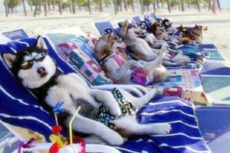 Perros En La Playa Wallpaper