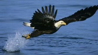 Eagles Wallpaper Alaska Fishing Bald