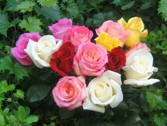 Color Rose HD Wallpaper Image Colourful