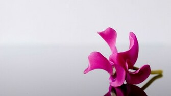 Pink Flower Alone Wallpaper HD