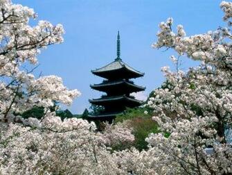 Cherry Blossom Flower