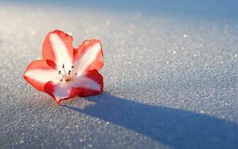 Azalea Snow Flower Wallpaper