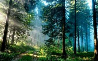 Galaxy S4 Forest Wallpaper HD Screenshot