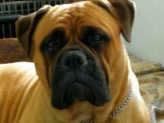 Wallpaper Comical Red Bullmastiff