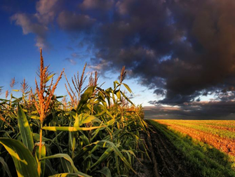Pin Corn Field Storm Wallpaper Greenpeace Guide To Greener Electronics