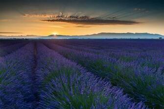Summer Field June France Provence Wallpaper Background