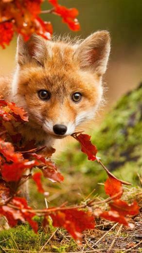 Cute Fox In Autumn Red Leaves iPhone 6s Wallpaper