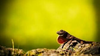 Animal HD Wallpaper Hebus Org High Definition