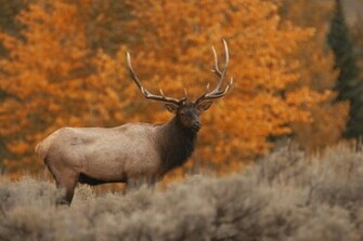 Wallpaper Sea Elk