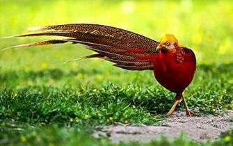 Pheasant Wallpaper