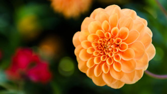 Dahlia Wallpaper