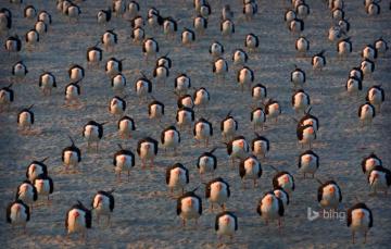 Wallpaper Birds Usa Cape May Black Skimmers New Jersey Image