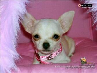 Chiwawa Dog Wallpaper Magz
