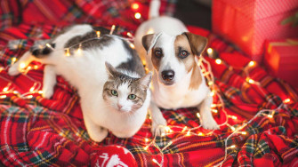 The Step By Guide To Happy Holiday Boarding My Pets